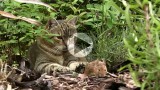 Kočka domácí (Felis silvestris f. catus) a Myš (Mus) v nerovném souboji s jasným vítězem.