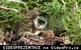 Kočka domácí (Felis silvestris f. catus) a Myš (Mus) v nerovném souboji s jasným vítězem.
