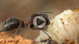 Mravenec lesní (Formica rufa L.)