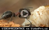 Mravenec lesní (Formica rufa L.)