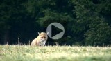 Na lovu - Liška obecná (Vulpes vulpes)