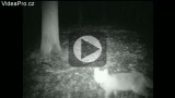 Fotopast -  Liška obecná (Vulpes vulpes)