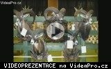 Chovatelská přehlídka trofejí zvěře za rok 2012, OMS Žďár nad Sázavou